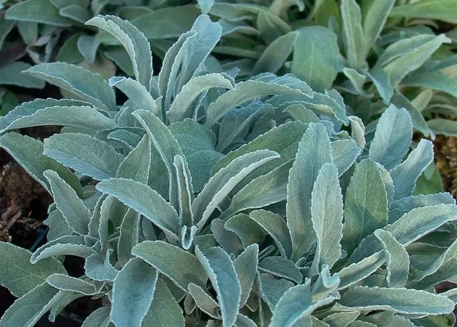 Veronica spicata ssp.inc.'Silbersee', gen.