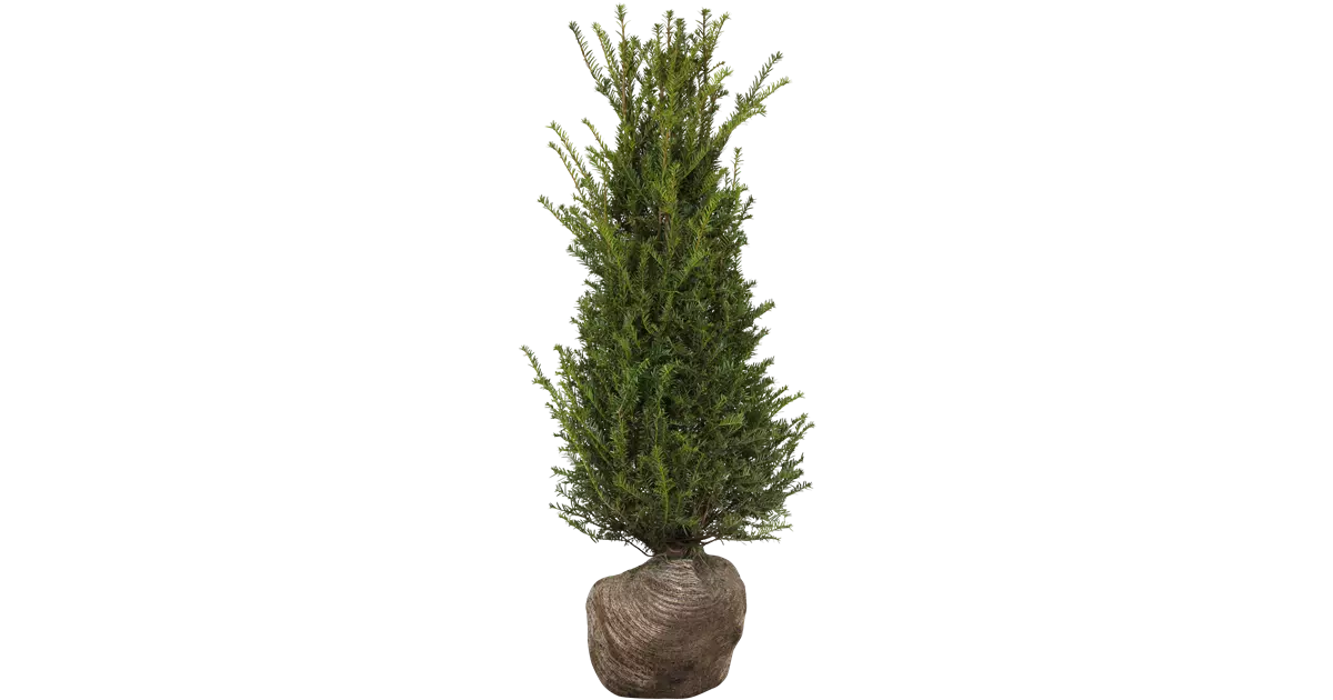 Taxus baccata Pyramide Extra breit, Timmermans