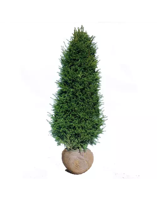Taxus baccata mit Ballen