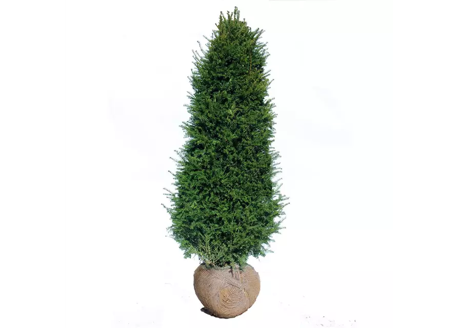 Taxus baccata mit Ballen