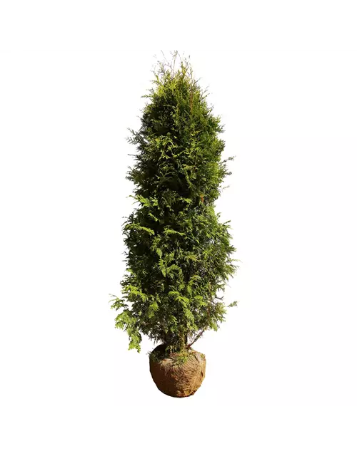 Thuja occidentalis `Brabant` mit Ballen