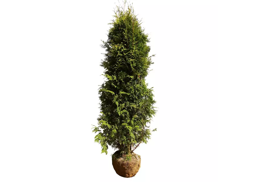 Thuja occidentalis `Brabant` mit Ballen