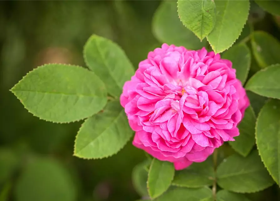Strauchrose 'Rose de Resht'