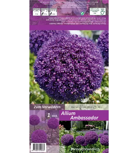 Zierlauch 'Ambassador'®