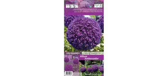 Zierlauch 'Ambassador'®