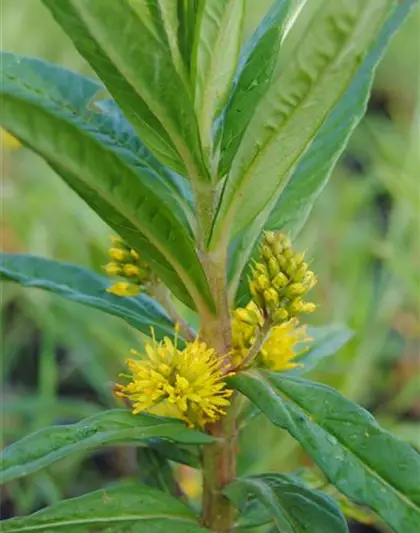 Straußblütiger Gilbweiderich Straußblütiger Gilbweiderich