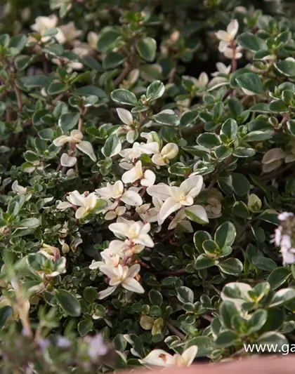 Zitronen-Thymian 'Foxley'
