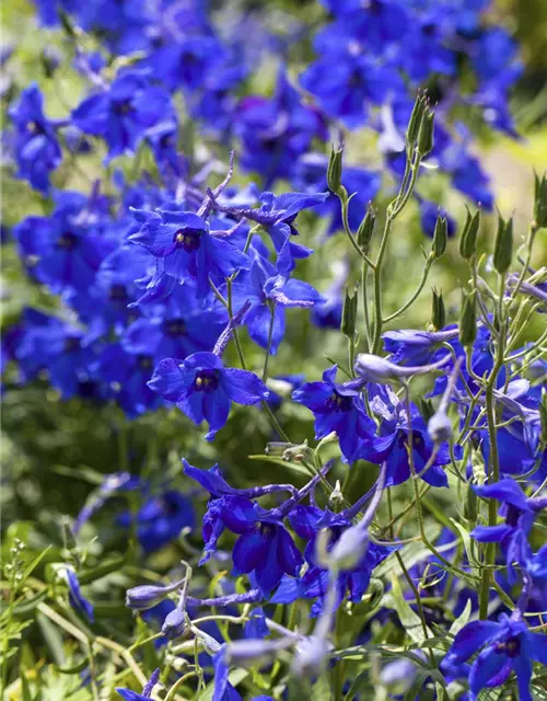 Verzweigter Garten-Rittersporn 'Völkerfrieden'