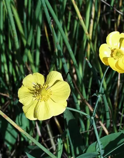 Zungen-Hahnenfuß Zungen-Hahnenfuß