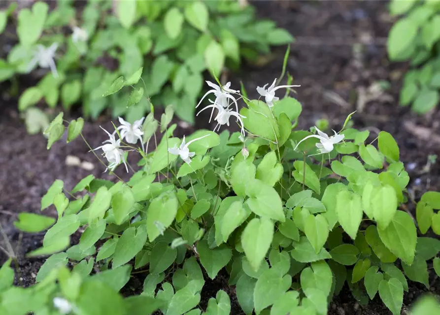 Zierliche Garten-Elfenblume 'Niveum'