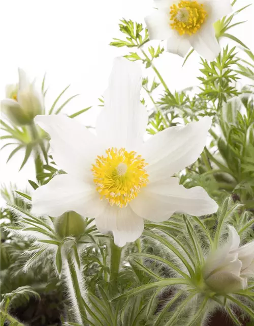 Weißblühende Garten-Kuhschelle 'Alba'