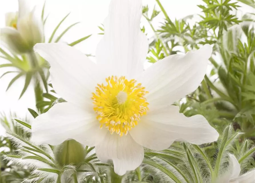Weißblühende Garten-Kuhschelle 'Alba'