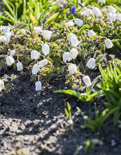 Weißblühende Garten-Kuhschelle 'Alba'