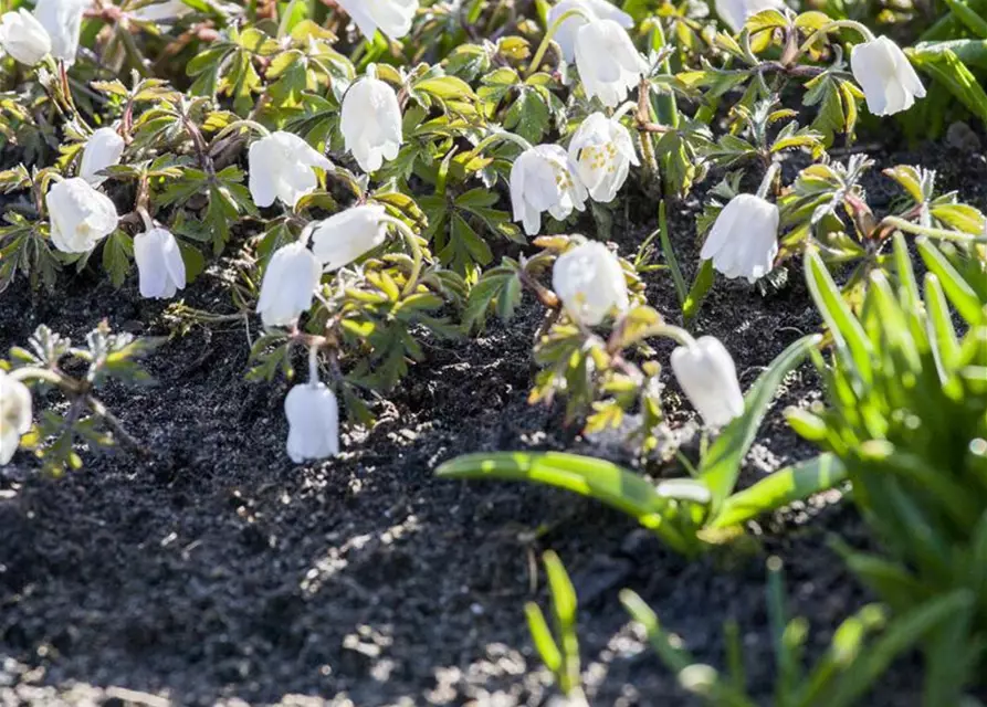 Weißblühende Garten-Kuhschelle 'Alba'