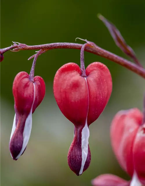Tränendes Herz 'Valentine'®