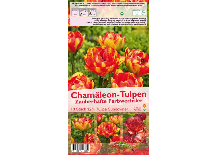 Tulpe 'Sundowner'
