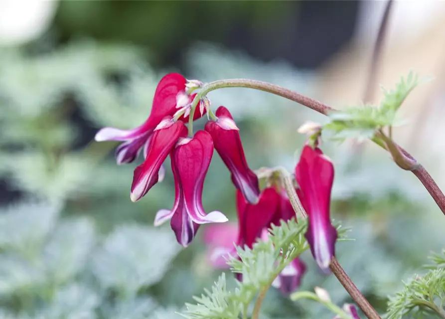 Zwergige Garten-Herzblume 'Burning Hearts'®