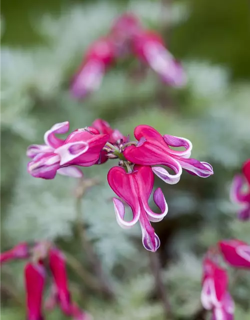 Zwergige Garten-Herzblume 'Burning Hearts'®