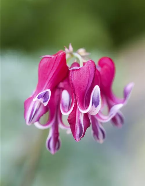 Zwergige Garten-Herzblume 'Burning Hearts'®