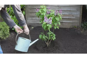 Flieder - Einpflanzen im Garten