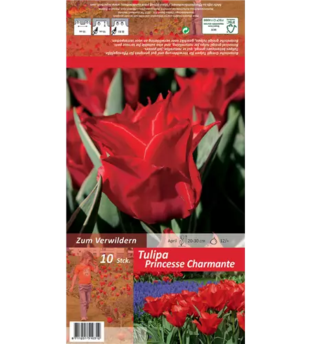 Tulpe 'Princesse Charmante'