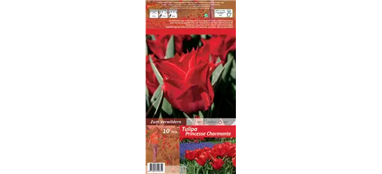 Tulpe 'Princesse Charmante'