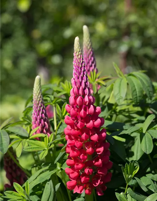 Westcountry Lupine 'Beefeater'®