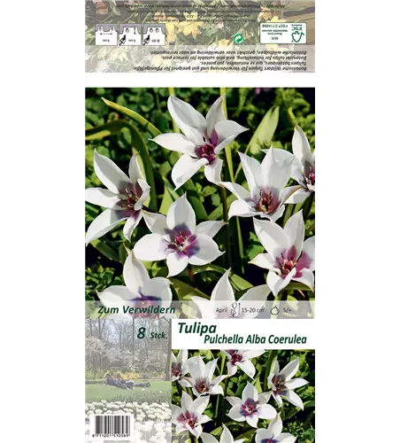 Wildtulpe 'Alba Coerulea'