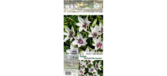 Wildtulpe 'Alba Coerulea'