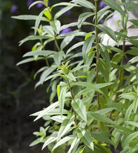 Zitronenstrauch 'Freshman'