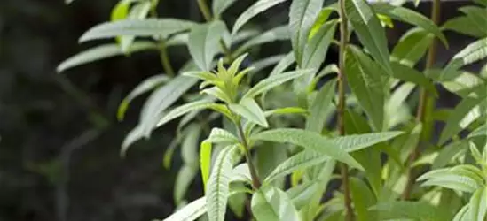 Zitronenstrauch 'Freshman'