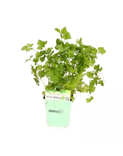 Greenbar Petersilie 