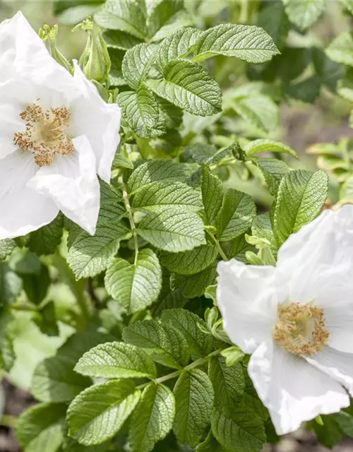 Weiße Apfelrose 'Alba'