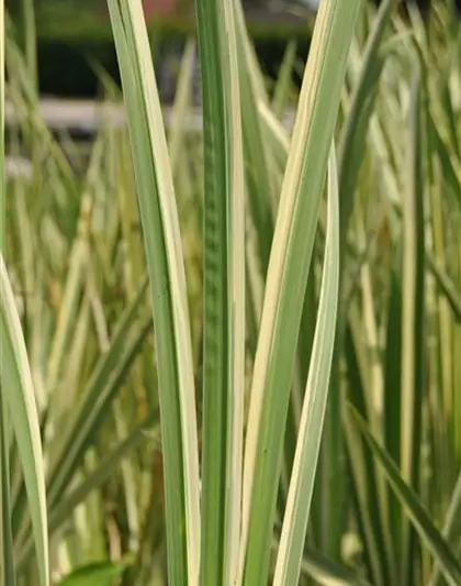 Weißgestreifter Garten-Kalmus 'Variegatus' Weißgestreifter Garten-Kalmus 'Variegatus'