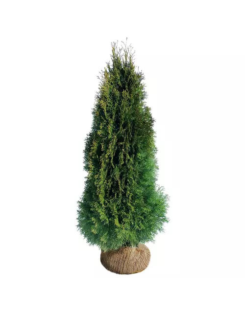 Thuja occidentalis `Smaragd`