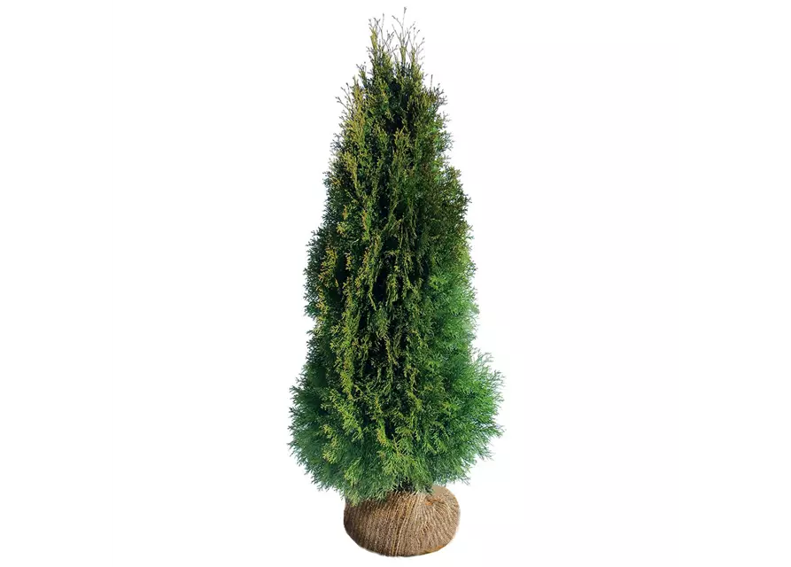 Thuja occidentalis `Smaragd`