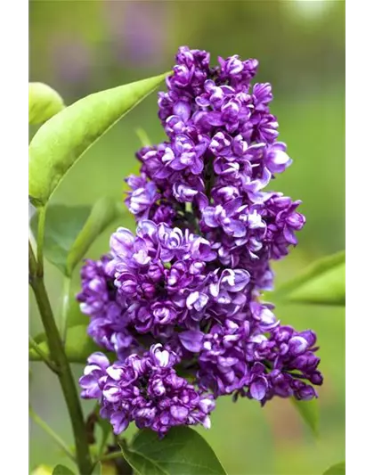 Syringa Vulgaris "Charkes Joly" 