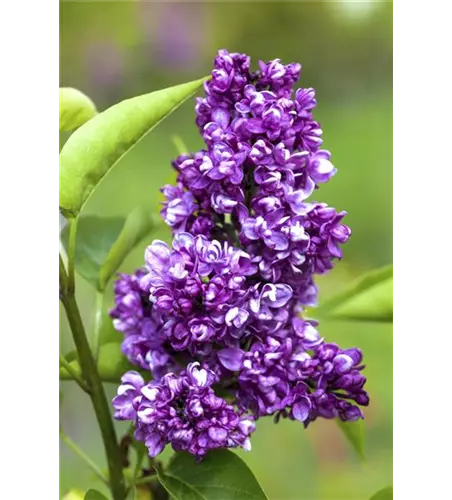 Syringa Vulgaris "Charkes Joly" 