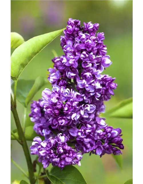 Syringa Vulgaris "Charkes Joly" 