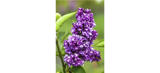 Syringa Vulgaris "Charkes Joly" 