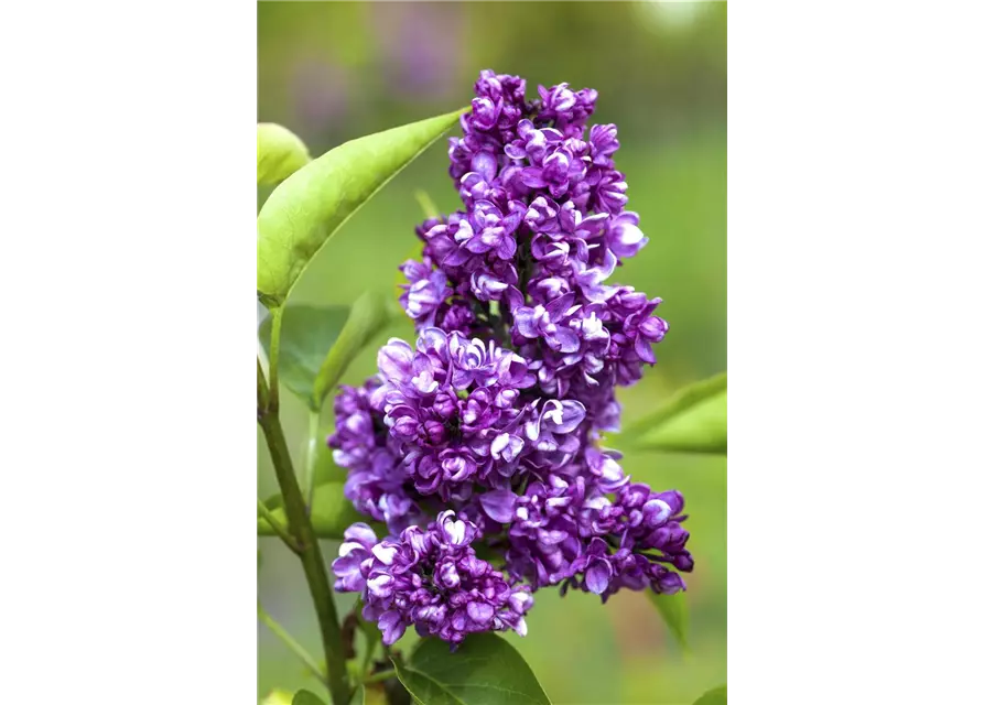 Syringa Vulgaris "Charkes Joly" 