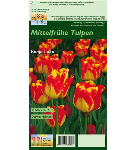Darwin-Tulpe 'Banja Luka'