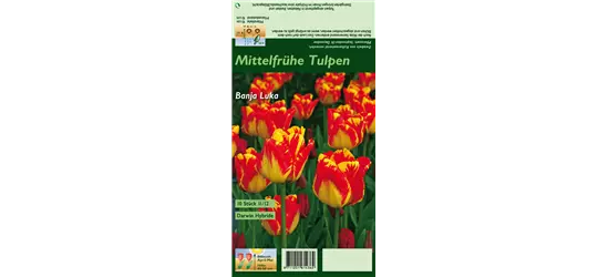 Darwin-Tulpe 'Banja Luka'