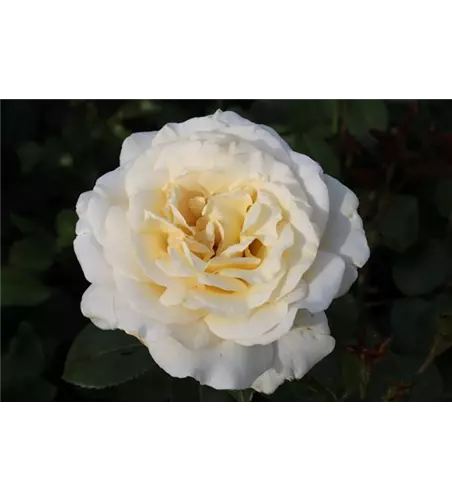 Edelrose 'Anastasia'® Edelrose 'Anastasia'®