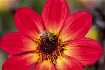 DAHLIEN - BLüHWUNDER IM HOCHSOMMER