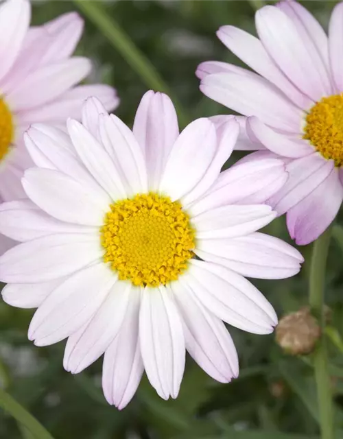 Chrysanthemen-Busch 