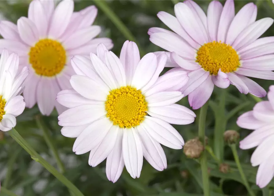 Chrysanthemen-Busch 