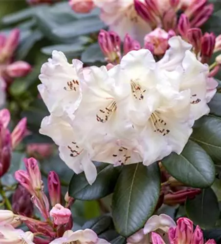 Blühende Pflanzen im Winter – Farbe für drinnen und draußen