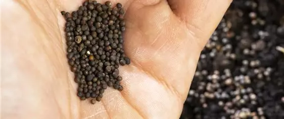 Die wichtigsten Termine im Jahr für die Gartenarbeit