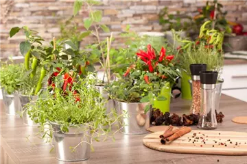 Frische Kräuter im Winter ernten